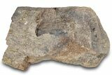 Dinosaur (Triceratops) Bone Section - Montana #297077-1